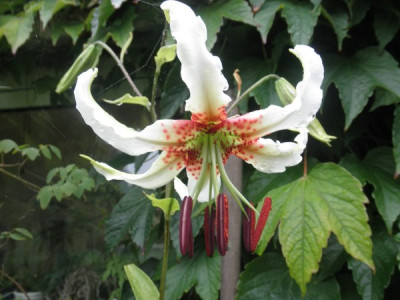 Lilium speciosum var. gloriosoides.jpg