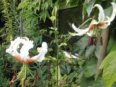 Lilium speciosum var. gloriosoides 0.jpg