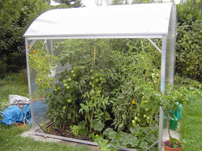 Tomaten_2006-2.jpg