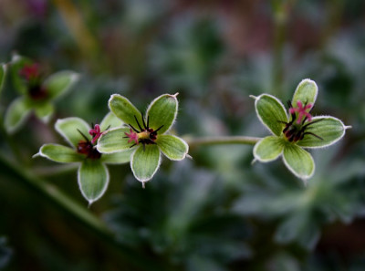 Geranium_sanguineum_TH.jpg