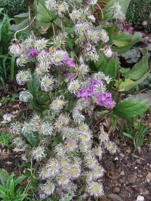 Clematis integrifolia Floris V IMG_6602.jpg