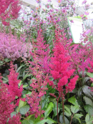 Astilbe und Anemone.jpg