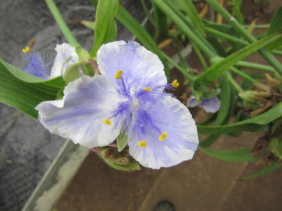 Tradescantia Euridice.jpg