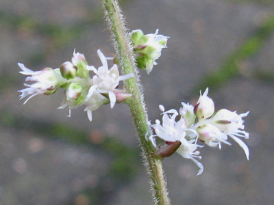 To6 Blüte 1 (Kopie).jpg