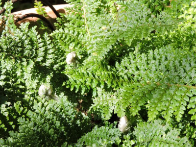 DSCN2247.JPG