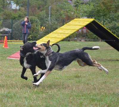 Kibo fliegt.jpg