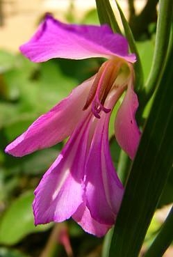 Gladiolus_communis.jpg