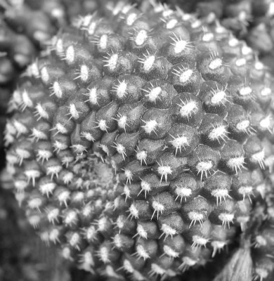 CACT_SW_SA_0508_IV.jpg