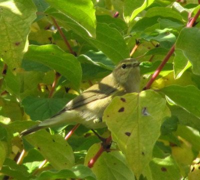 Grasmücke 1 150919.jpg