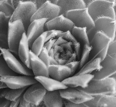 CRASS_SW_SA_0508_II.jpg