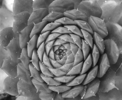 CRASS_SW_SA_0508.jpg