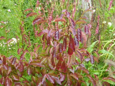 2015-09-20 Parrotia subaequalis.jpg