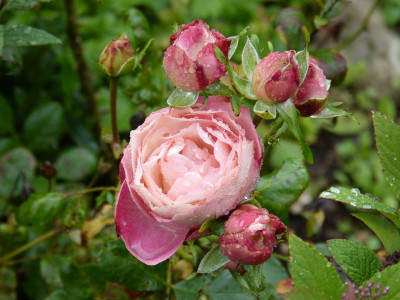 2015-09-20 Rosen 'Acropolis' 1.jpg