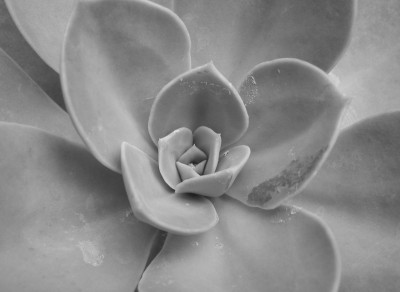 CRASS_SW_SA_0508_III.jpg
