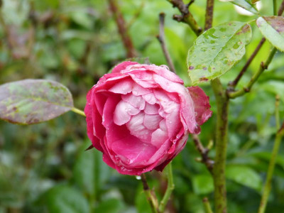 2015-09-20 Rosen 'Acropolis' 2.jpg