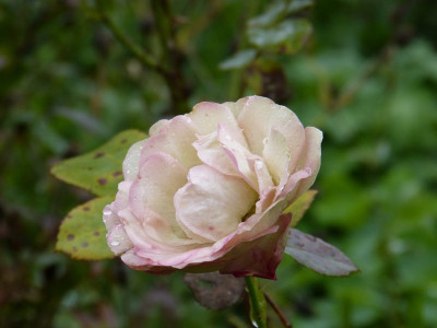 2015-09-20 Rosen 'Acropolis' 3.jpg