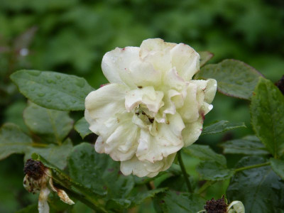 2015-09-20 Rosen 'Acropolis' 4.jpg