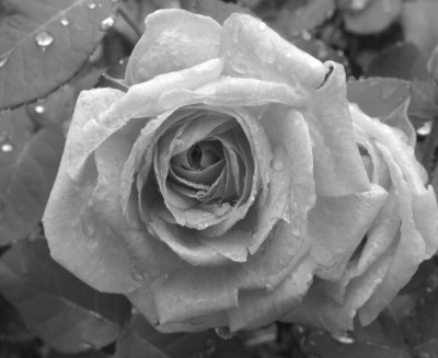 ROSE_SW_SA_0508_I.jpg