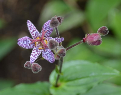 Tricyrtis-DarkBeauty.15-1.jpg