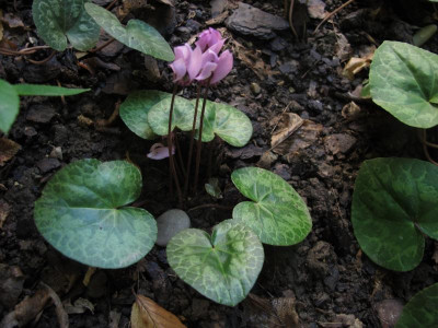 cyclamen15steiermark.img.JPG