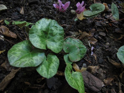 cyclamen15steiermark1.img.JPG