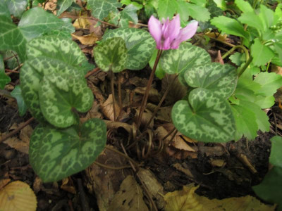 cyclamen15steiermark2.img.JPG