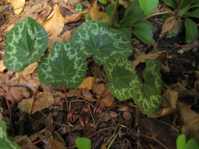 cyclamenlaub15.img.JPG