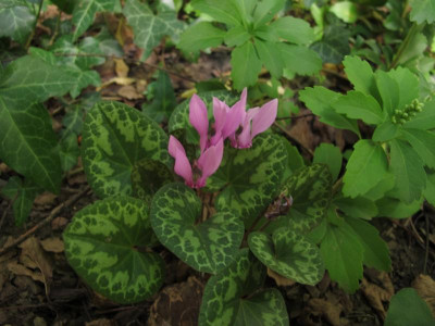 cyclamen15steier.img.JPG