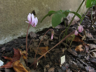 cyclamennorna.img.JPG