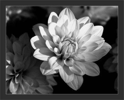 Dahlia_1_sw_15-07-2006.jpg