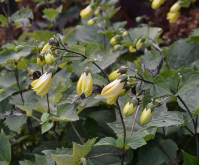 Kirengeshoma_palmata.15-1.jpg