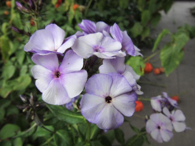 Phlox graublau.jpg