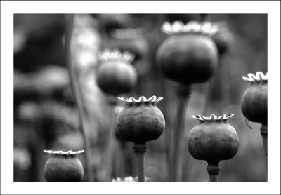 Papaver_1_sw_09-07-2006.jpg