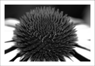 Echinacea_1_sw_05-08-2006.jpg