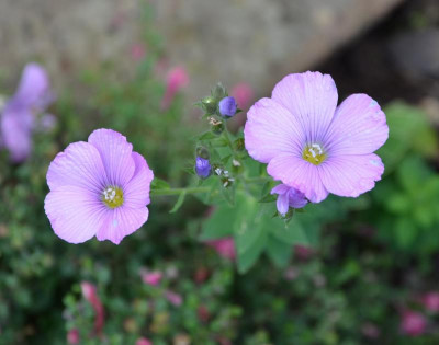 Linum_hypericifolium.15-1.jpg