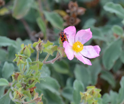 cistus-Grayswood_Pink.15-3.jpg