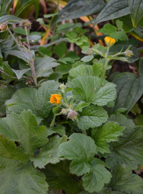 Geum-GelbeSchwester.15-1.jpg