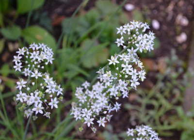 Allium_tuberosum.15-1.jpg