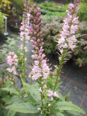 Veronicastrum rosa.jpg