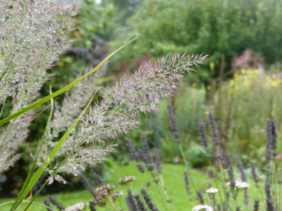 2015-09-20 Calamagrostis brachytricha.jpg