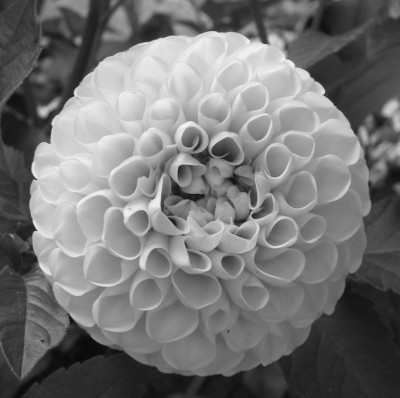 DAHLIE_SW_SO_0608_I.jpg