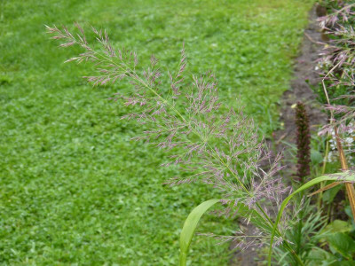 2015-09-20 Calamagrostis brachytricha 'Korea'.jpg