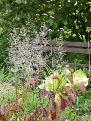2015-09-20 Calamagrostis brachytricha 'Korea' 2.jpg
