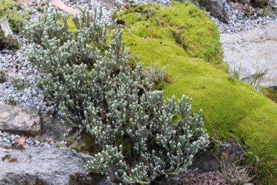 Helichrysum coralloides.JPG