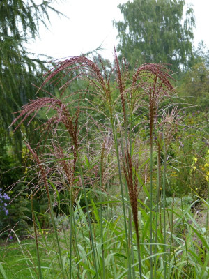 2015-09-20 Miscanthus 'Makramee'.jpg