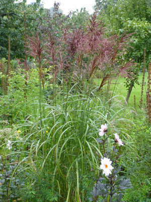 2015-09-20 Miscanthus 'Rotfeder'.jpg