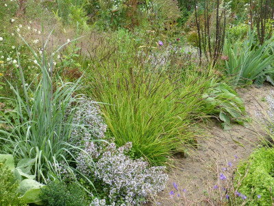 2015-09-20 Sesleria autumnalis.jpg