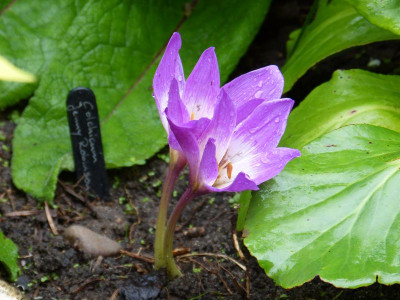 2015-09-20 Colchicum 'Jenny Robinson'.jpg