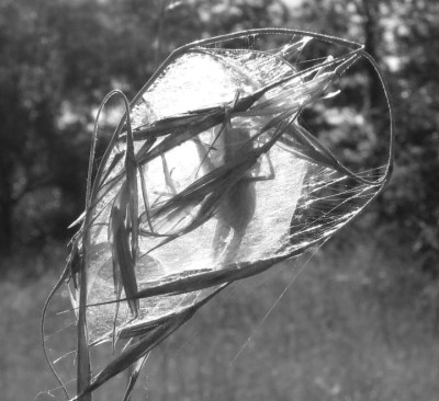SPINNE_SW_SO_0608_I.jpg