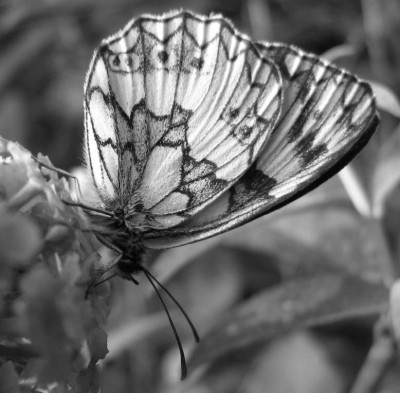 FALTER_SW_SO_0608_I.jpg